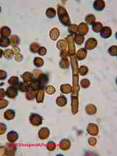 Cladosporium sphaerospermum-like © D Friedman at InspectApedia.com 